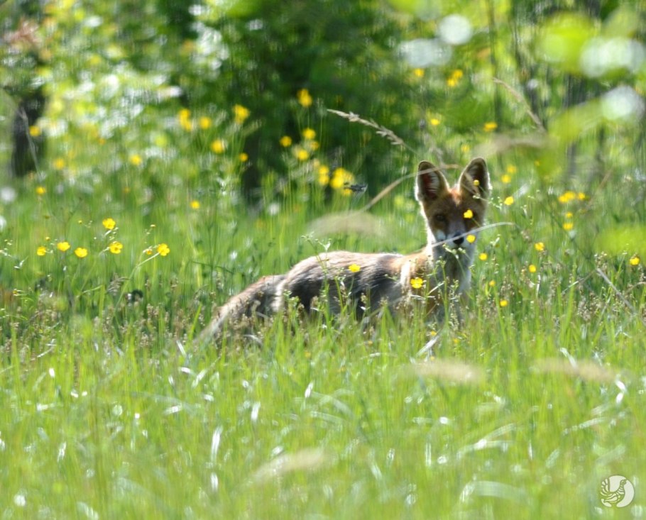 Реки заповедника Присурский