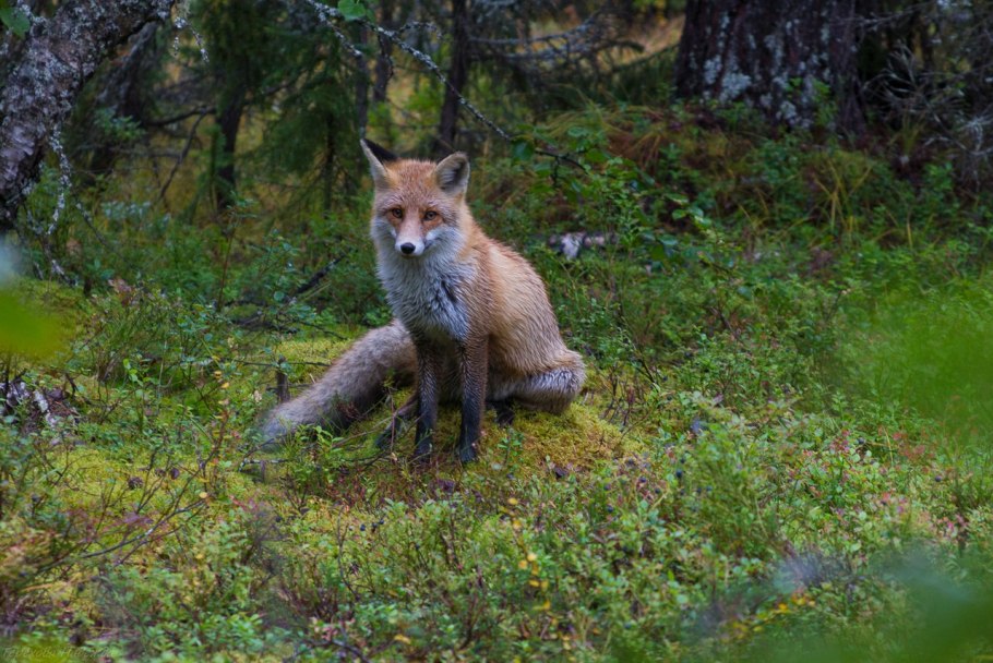 Присурский заповедник Чувашии