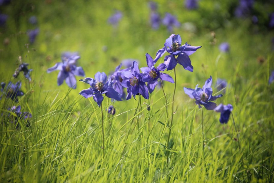 Популяция Бобров