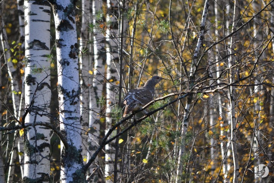 Заповедное место в Алатырском районе