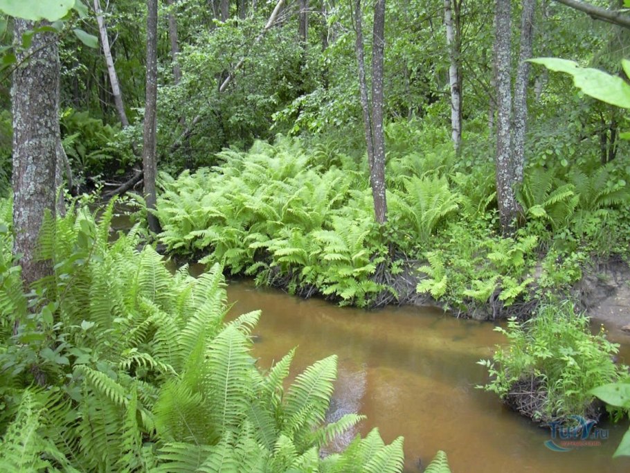 Байбак Нора