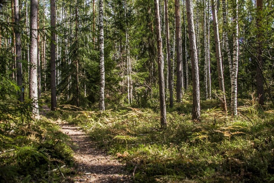 Присурский заповедник Алатырский участок