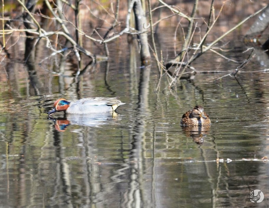 Касатик безлистный (Ирис безлистный)