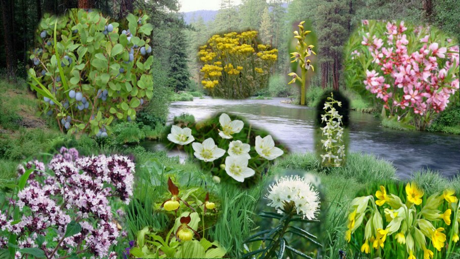 Болотная водоплавающая дичь