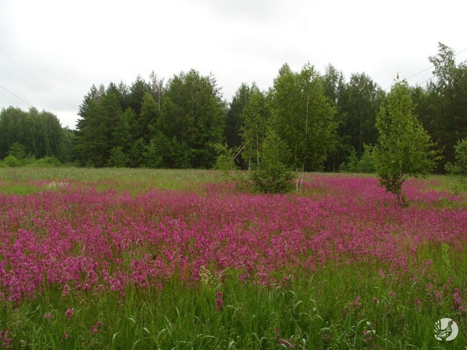 Гидрология заповедника Присурский фото