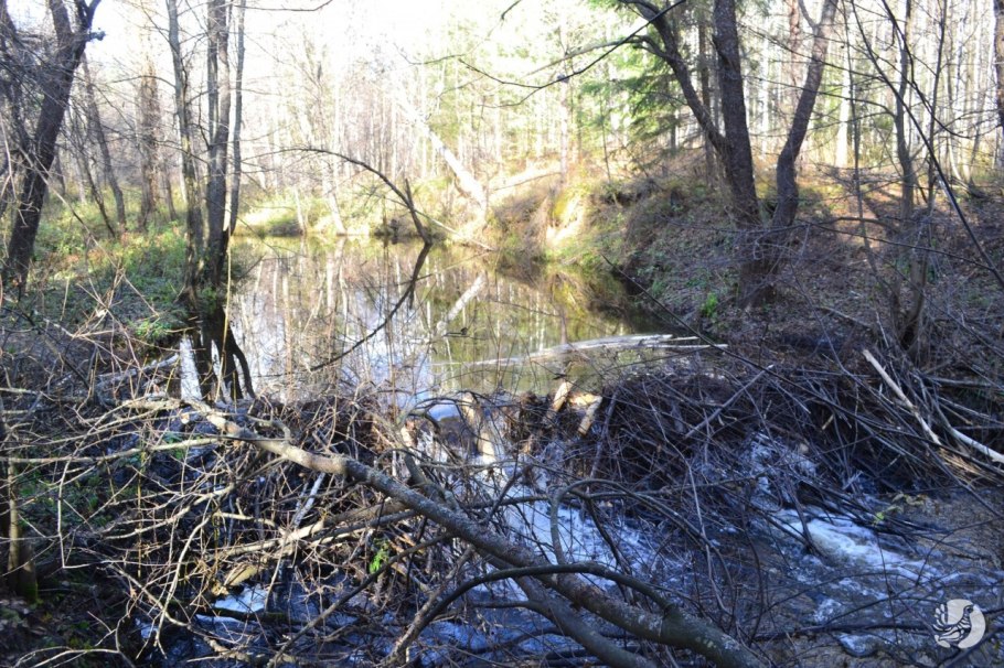 Байкало-Ленский заповедник фауна