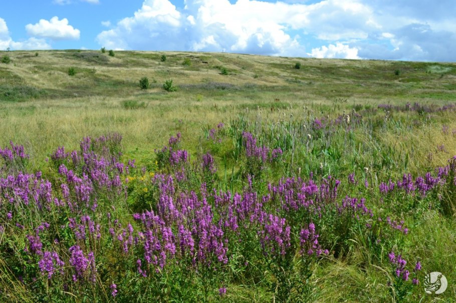 Прострел - сон трава