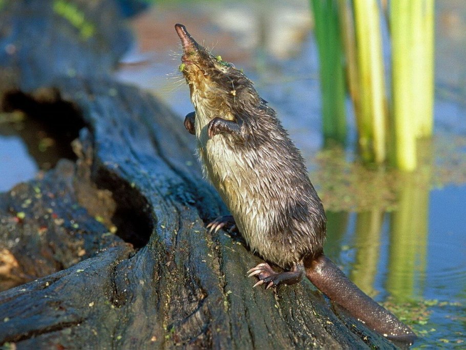 Прострел multifida