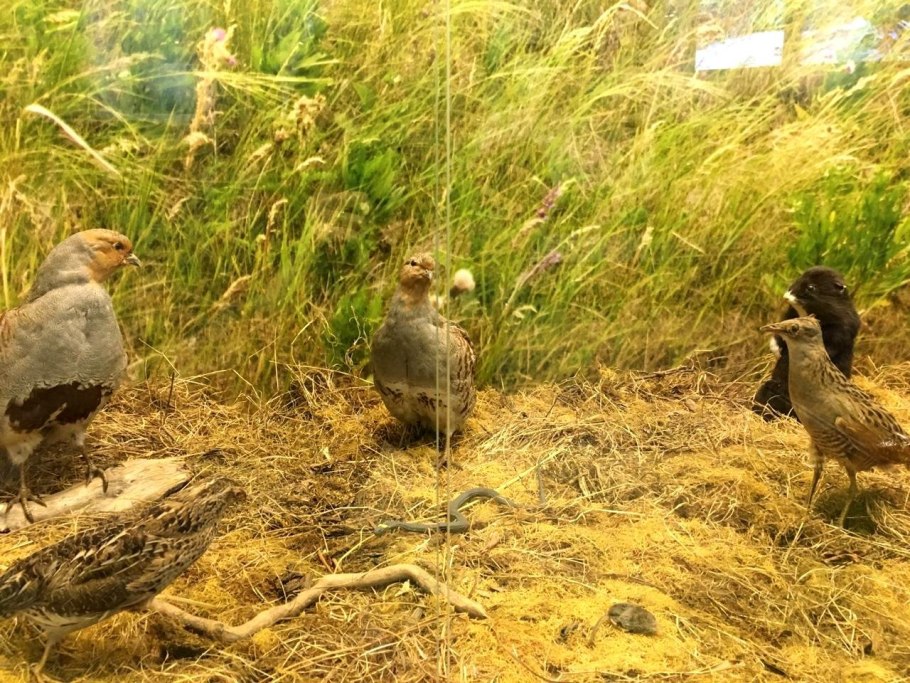 Присурский заповедник Чувашии