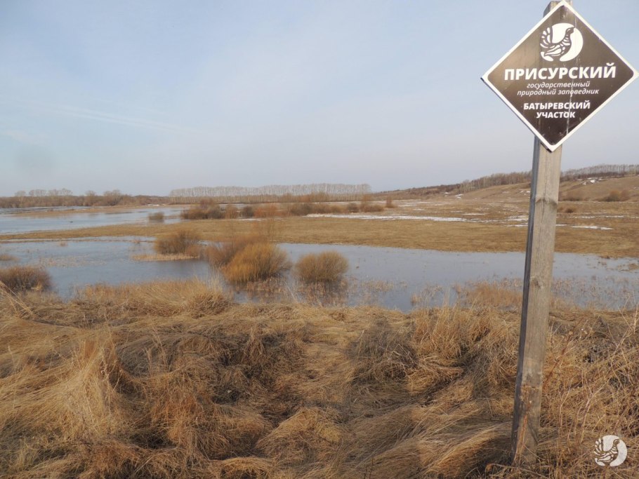 Бурый медведь заповедник Присурский
