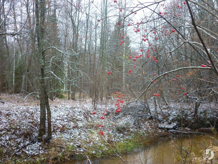 Приволжский сурок-Байбак