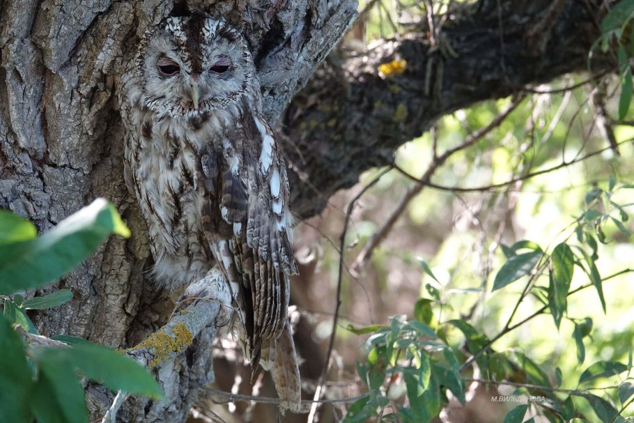 Присурский заповедник Яльчикский участок