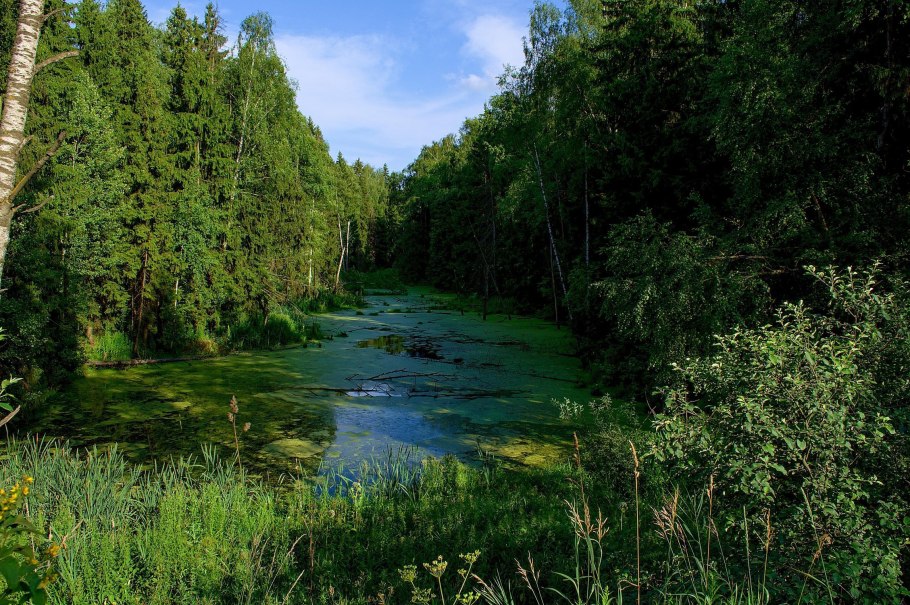 Присурский заповедник Чувашии