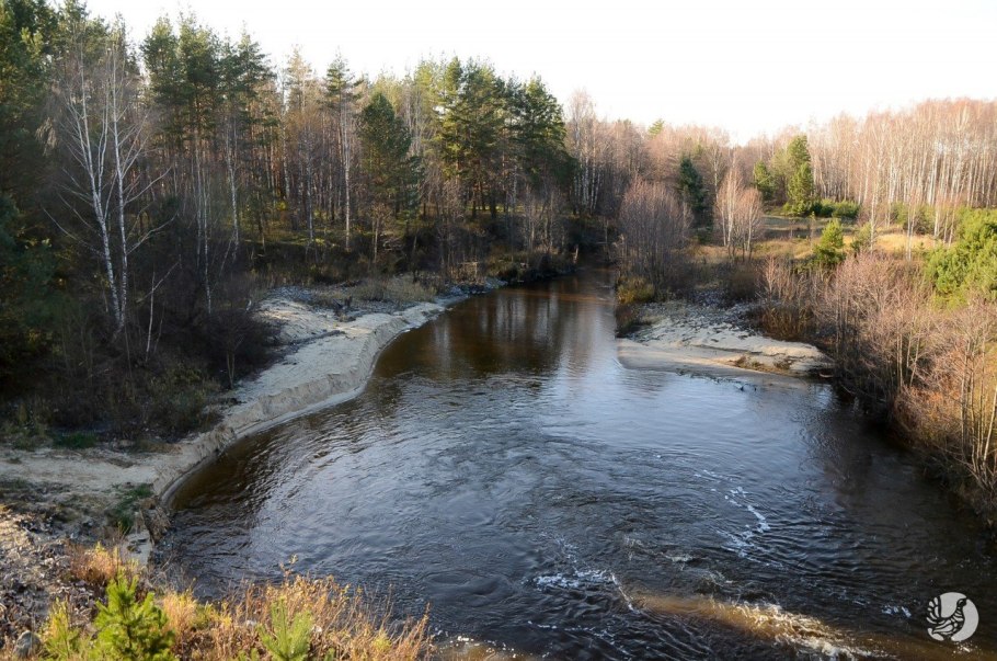 Нетонианте клобучкова