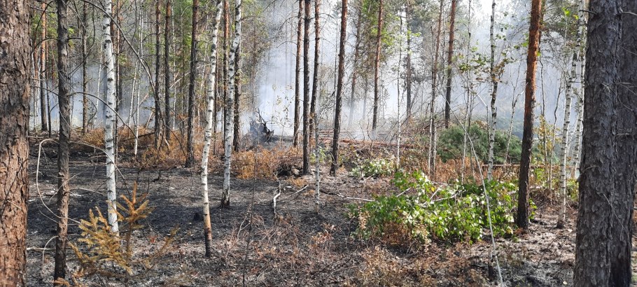 В Чувашии парк природы «Чаваш вармане» (Чувашский лес)