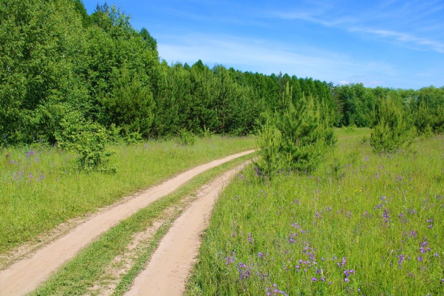 Касатик безлистный