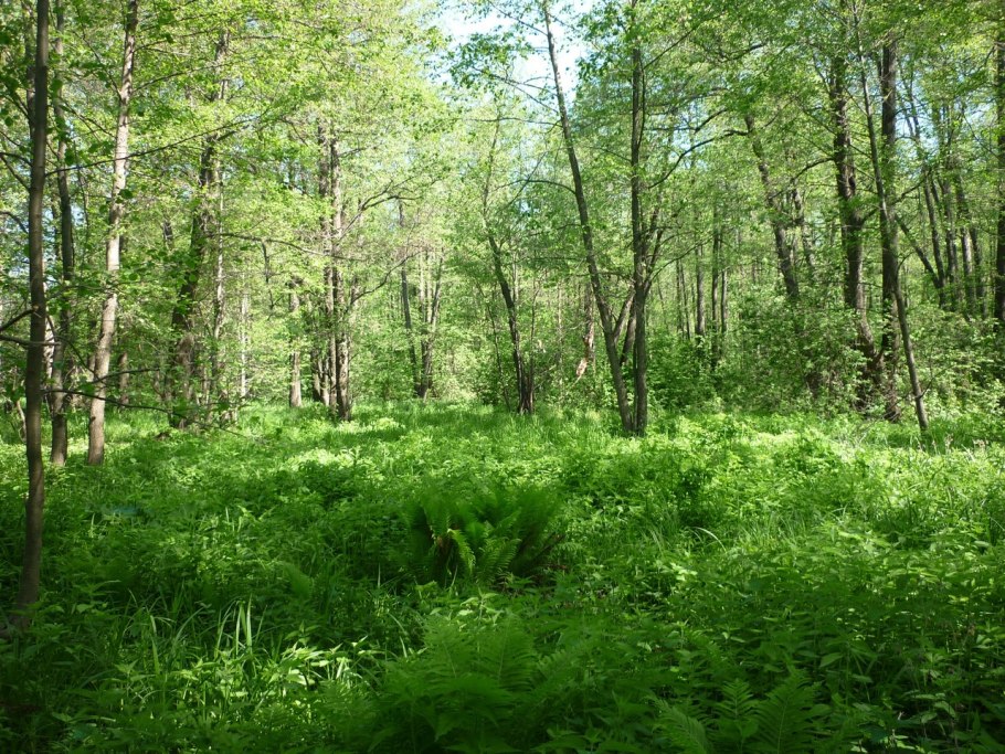 Самурский национальный парк Флора и фауна
