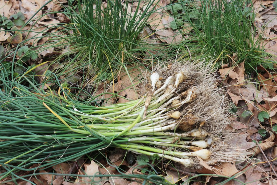 Чеснок полевой Забайкальский