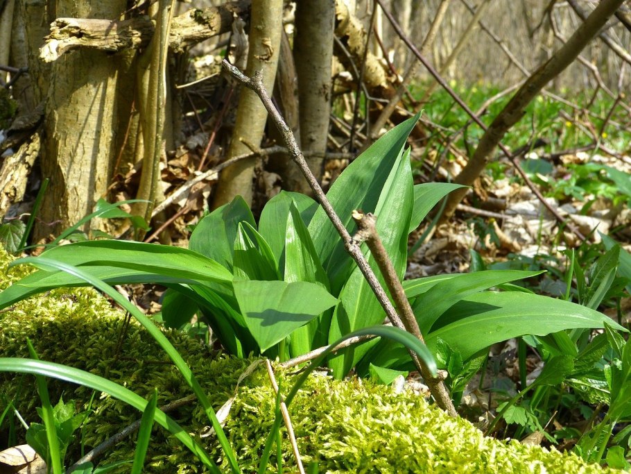 Дикий лук черемша