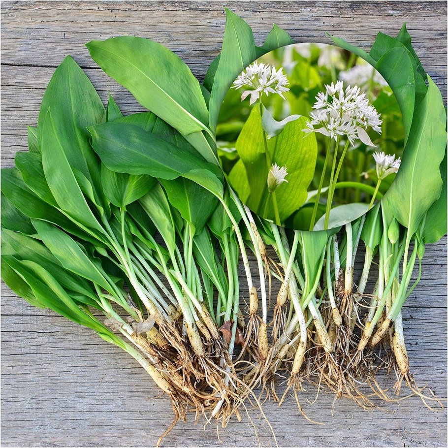 Черемша (Медвежий лук)