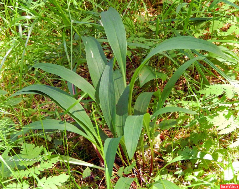 Черемша медвежий лук