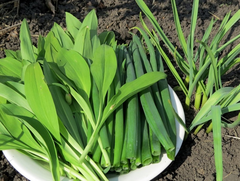 Горная черемша