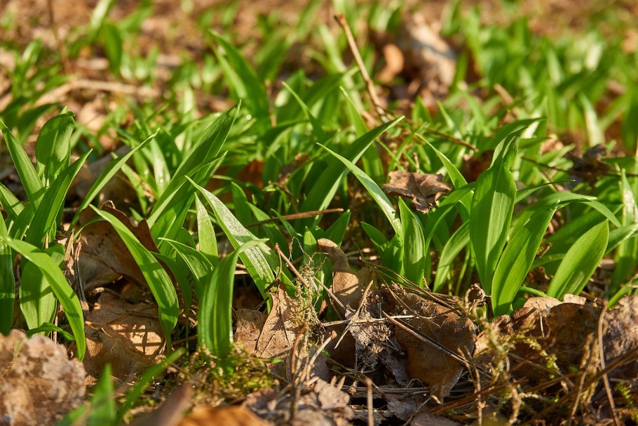 Дикий чеснок черемша