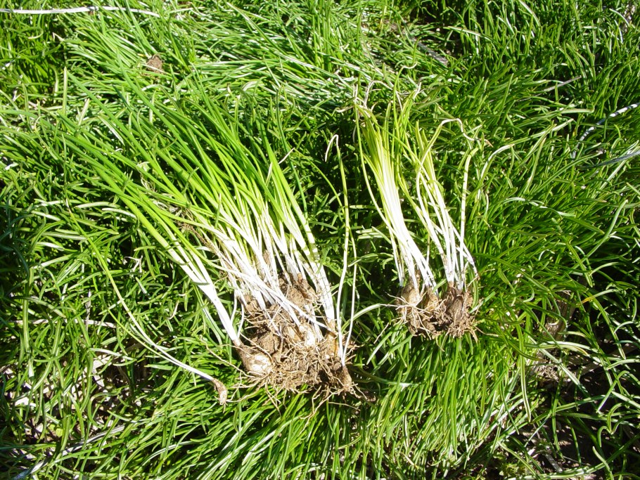 Горная черемша