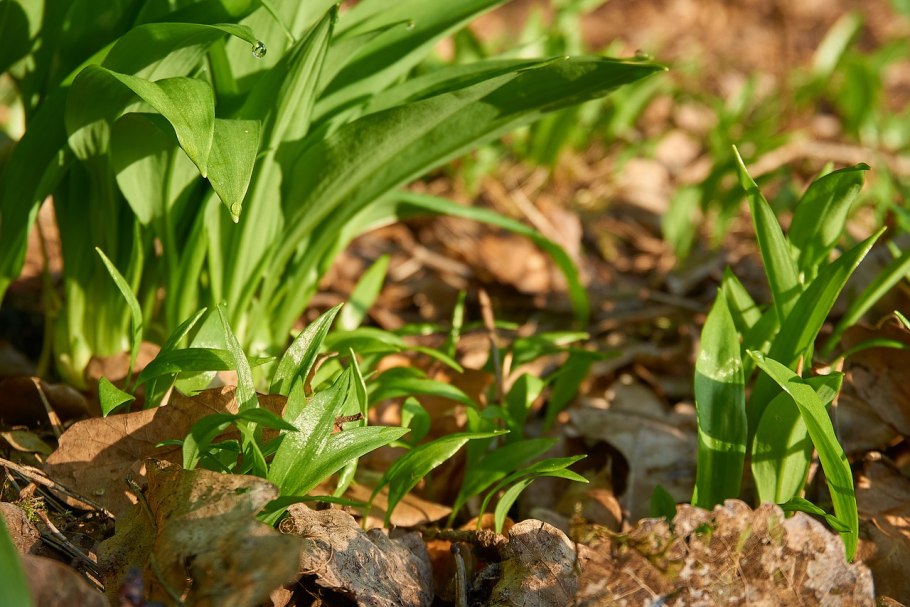 Лук шнитт дикий Луговой лук