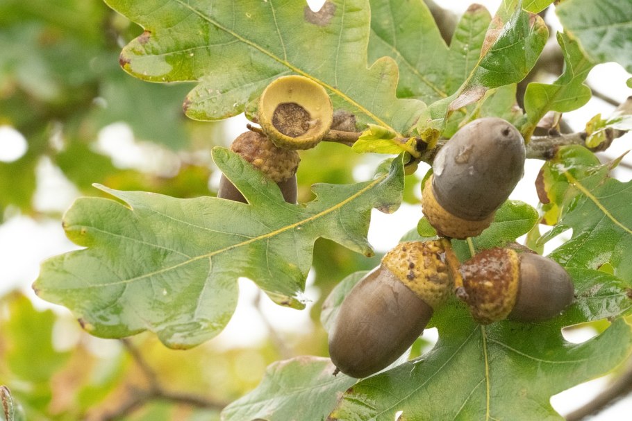 Дуб обыкновенный (Quercus Robur)