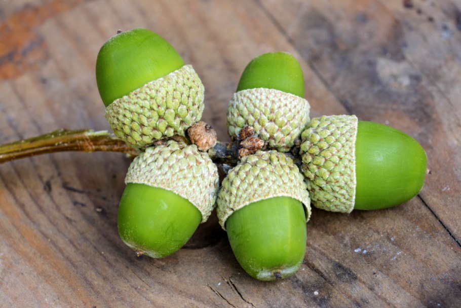 Дуб зубчатый Quercus dentata