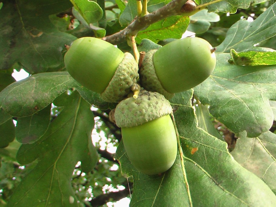 Quercus pubescens