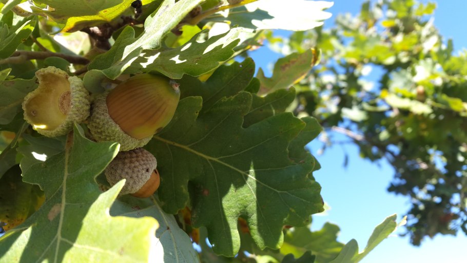 Желуди дуба шарлахового