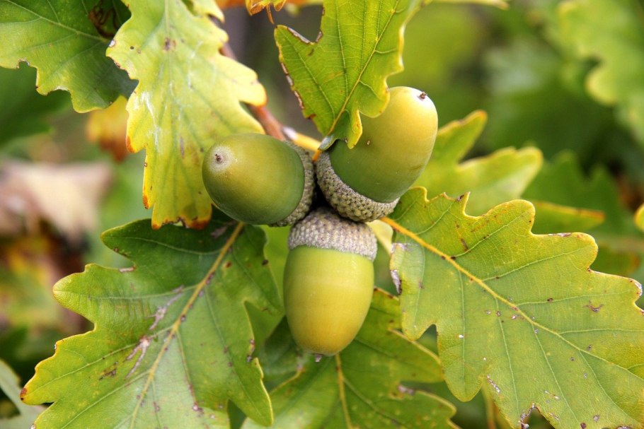 Пробковый дуб Ботаническая иллюстрация