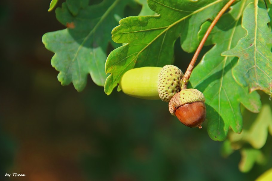 Дуб черешчатый(Quercus Robur) ареал