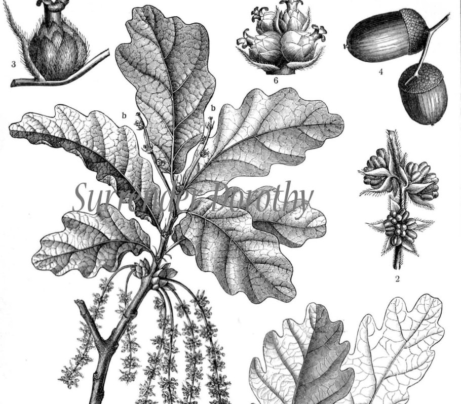 Quercus Robur Acorn
