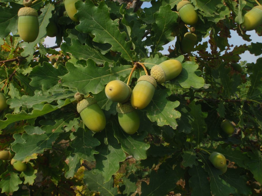 Дуб черешчатый Quercus Robur семена