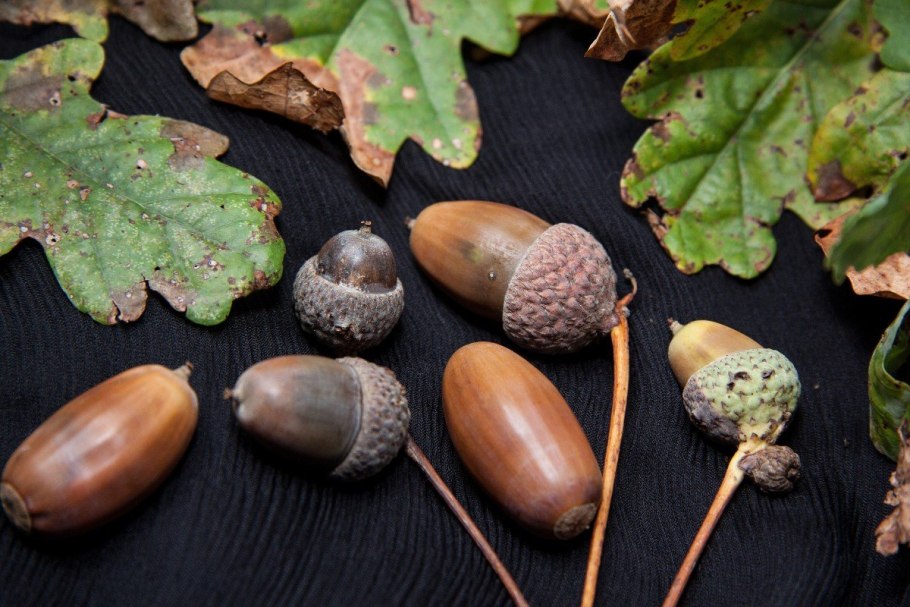 Желуди на ветке