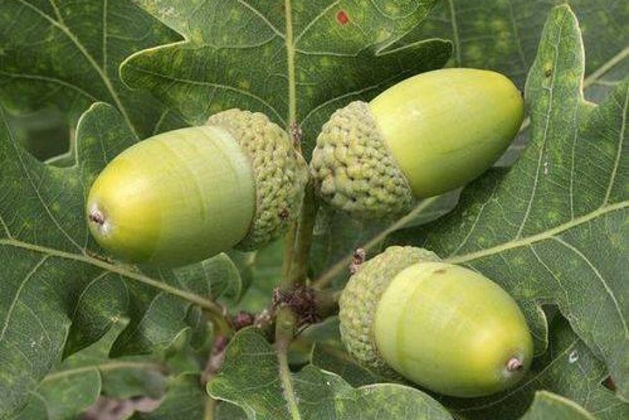 Дуб крупноплодный желуди