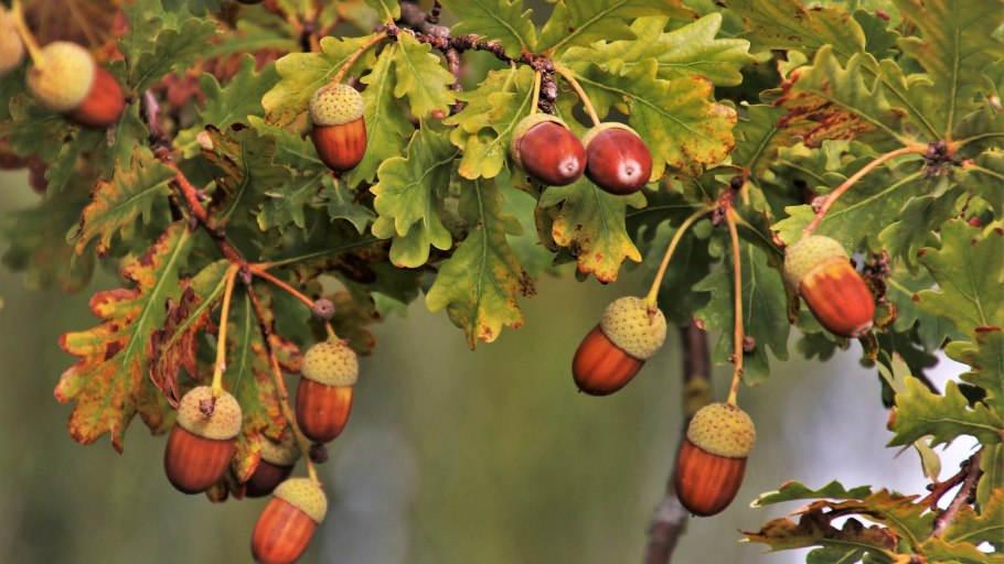 Дубовый лист рисунок