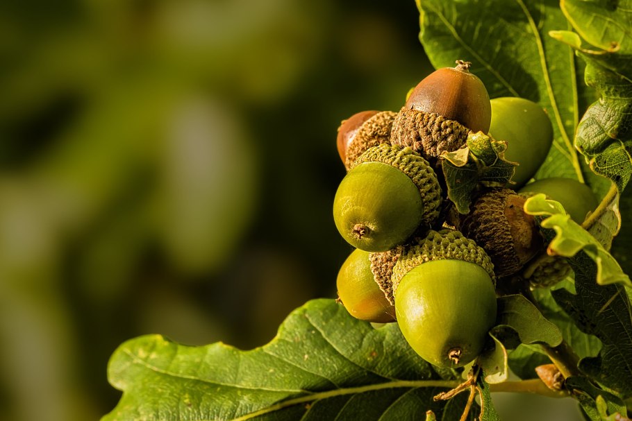 Веточка с желудями