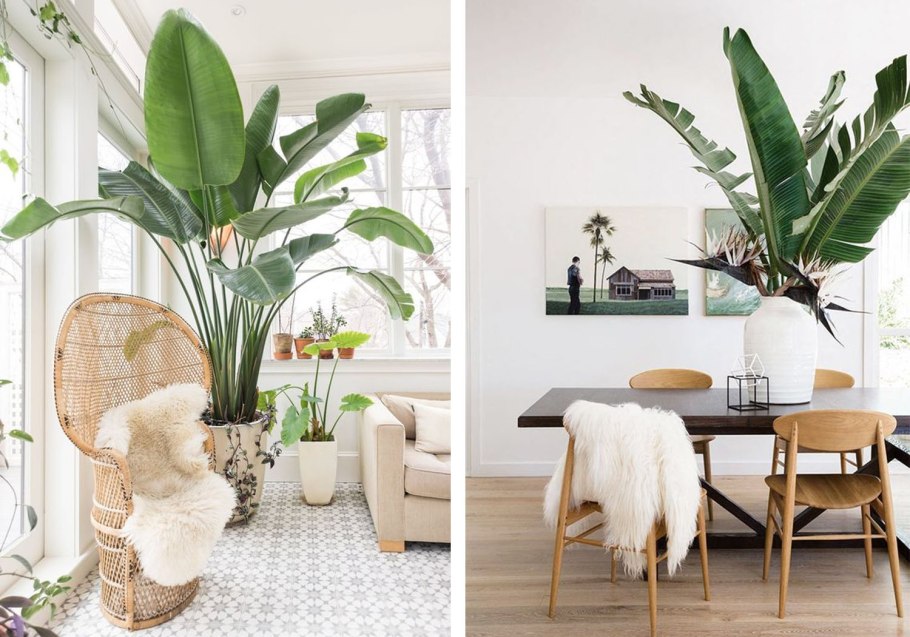 Замиокулькас долларовое дерево