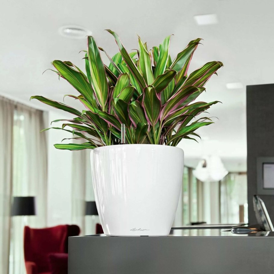 Антуриум цветок в горшке