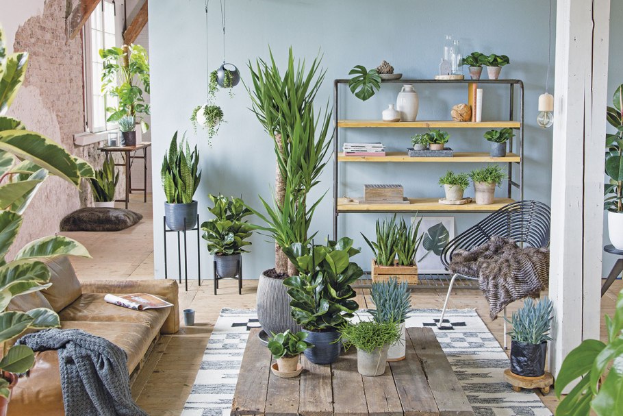 Домашние растения хемоципарис