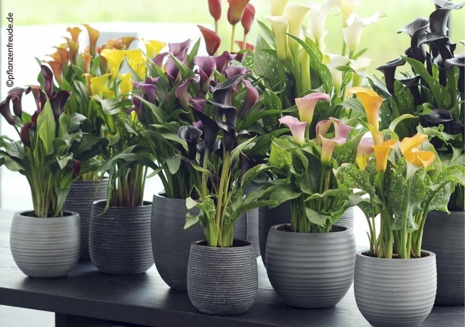 Комнатные растения