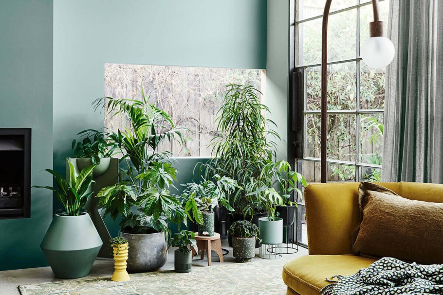 Простые комнатные растения