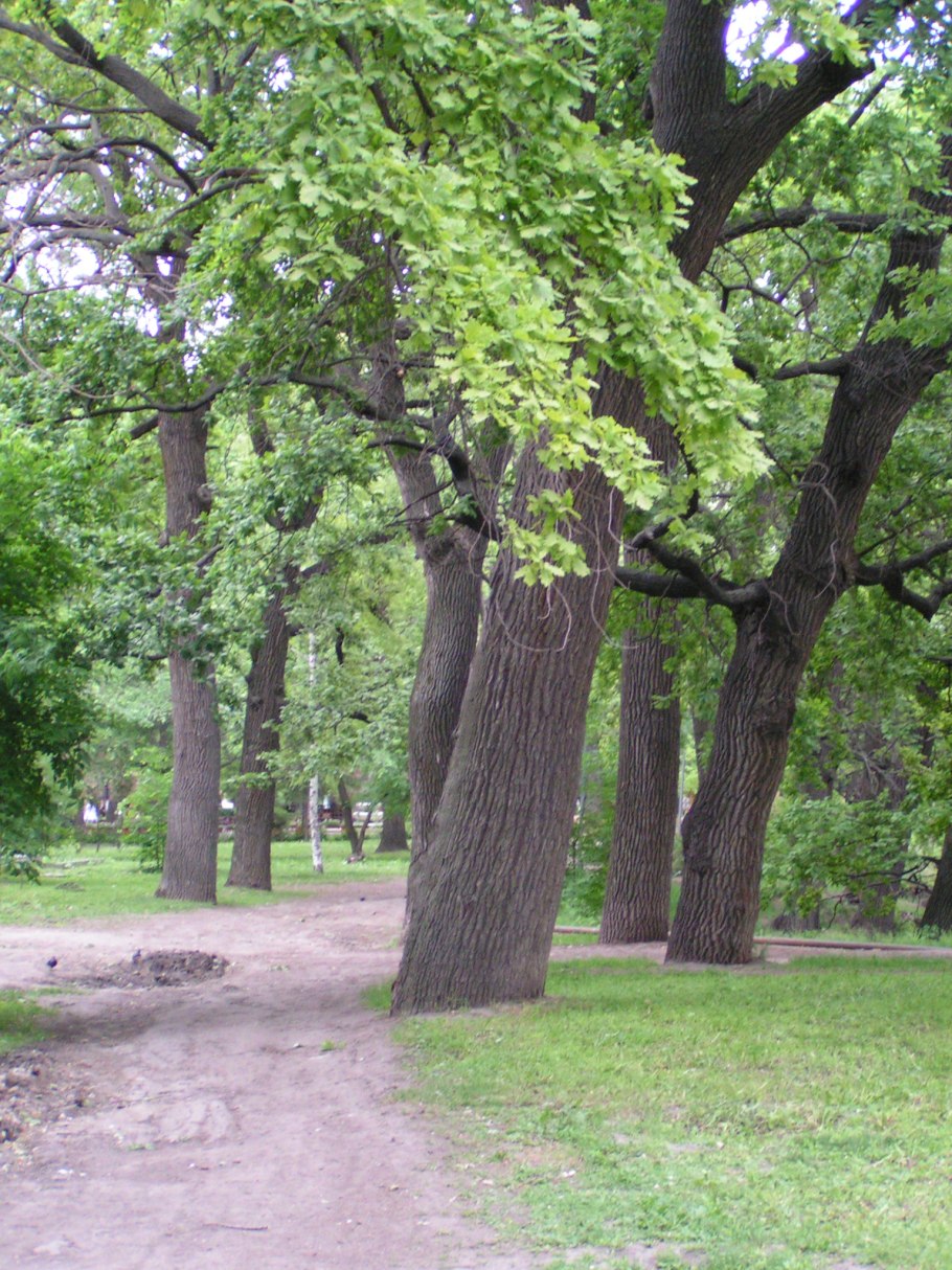 Дуб в Таганском парке