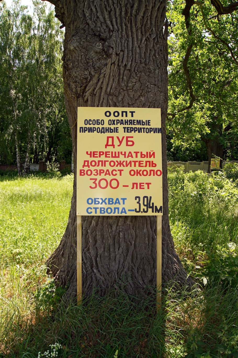 300 Летний дуб Ботанический сад