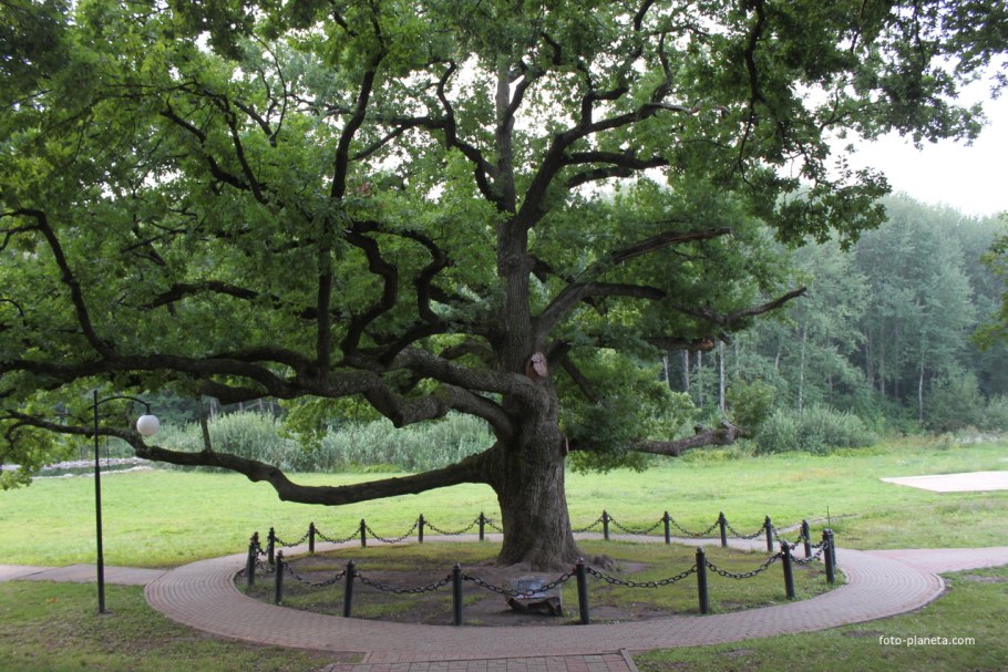 Парк Коломенское дубы