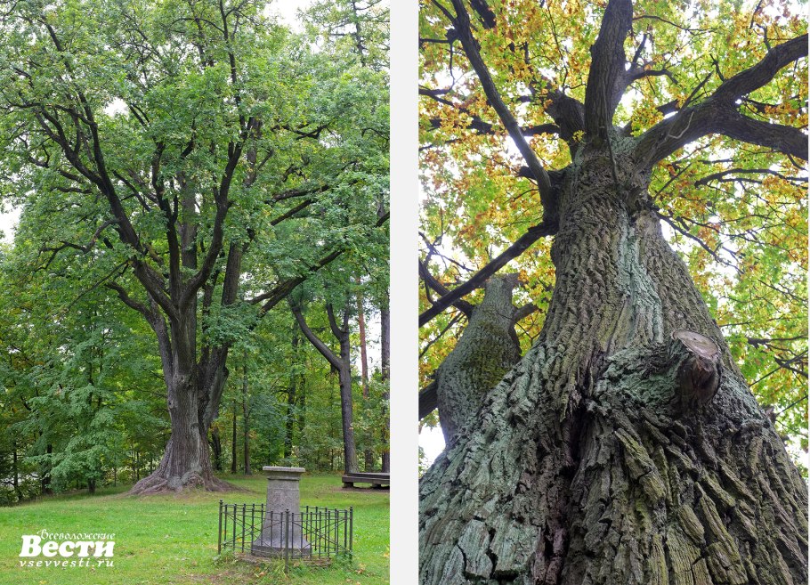 Парк Сокольники дубы